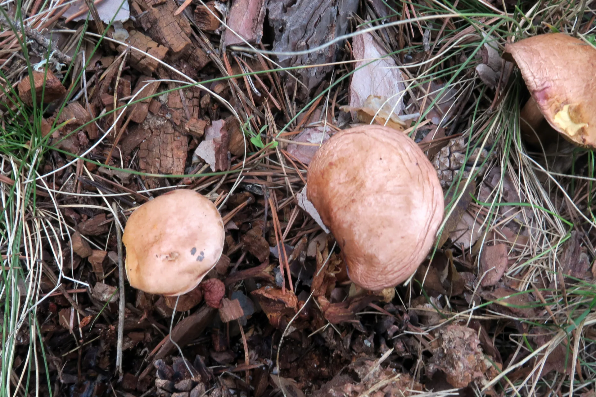 Suillus bovinus - 1 - IMG_2264